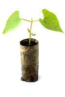 Phaseolus vulgaris. Young climbing French bean plants growing in toilet roll cardboard tubes