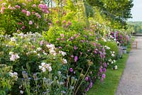 The David Austin Rose Border runs along The Trellis Walk. It includes shrub roses chosen for their beautiful flowers as well as fragrance and reliability. Most are David Austin's English Roses together with with Old Roses and Hybrid Musks. The border was designed by Michael Marriott of David Austin Roses.