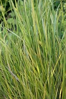 Alopecurus pratensis 'Aureovariegatus' - Golden Meadow Foxtail -  June, Herterton House, Hartington, Northumberland, UK