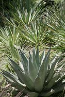 Agave parryi, syn. A. neomexicana