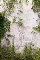 Cyperus and climbing plants against old wall