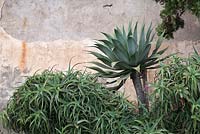 Agave attenuate -  syn. A. cernua and Aloe arborescens growing in front of aged pink wall