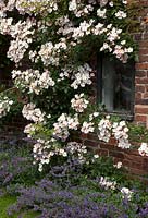Rosa 'Francis E Lester' growing up a building at Felley Priory, Nottinghamshire