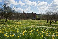 The daffodil orchard Felley Priory, Nottinghamshire
