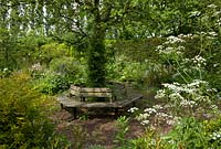 Wooden seating around a Bramley apple tree in the Old orchard at Hall Farm, Harpswell, near Gainsborough, Lincolnshire
