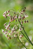 Allium nectaroscordium siculum at Hall Farm Harpswell near Gainsborough, Lincolnshire