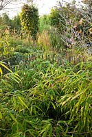 Border of perennials and grasses. Fargesia 'Rufa'. Aan de Dijk nursery and garden in The Netherlands