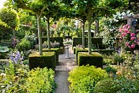 Knot garden with perennial borders. Roses and central pointed decorative urn on pedestal. Alchemilla mollis, trained plane trees, yew hedges, Climbing roses Rosa 'Rosarium Uetersen', Campanula persicifolia.