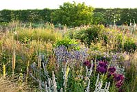 Perennial meadow of Eryngium planum, Verbascum nigra, Verbena bonariensis, geranium, Stachys byzantina. Design: Madelien van Hasselt