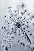 Heracleum sphondylium - Hogweed in frost