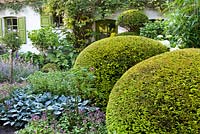 Yew topiary in front of the house with summer borders, Hosta, Geranium, Rose. Design: Dina Deferme