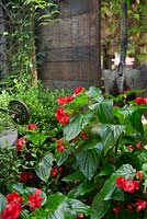 Begonia hybrida with bright red flowers and glossy green leaves in front of a rustic timber freestanding screen and an old shovel as a garden ornament.