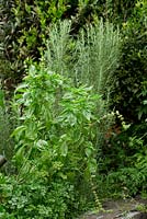 Detail of a herb garden featuring Anthriscus cerefolium, Chervil, Ocimum basilicum, Basil and Rosmarinus officinalis, Rosemary.