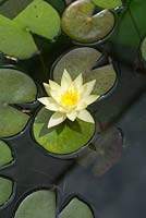Nymphaea 'Odorata sulphurea', with a single yellow flower growing in a pond.