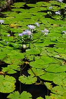 Nymphaea caerulea, blue Egyptian water lily, with blue flowers held on long stems off the surface of the water growing in a pond.