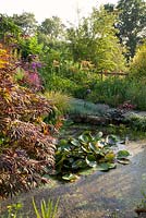 Pond with Waterlily Nymphaea Attraction and Acer palmatum Trompenburg