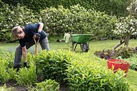 Weeding the herbaceous beds