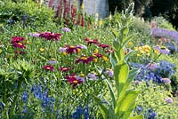 Tanacetum coccineum, and a single Verbascum in the Spring border.