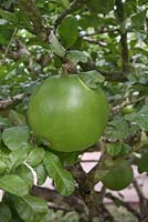 Crescentia cujete - Calabash Tree - Mexico