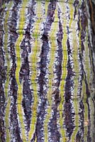 Pseudobombax ellipticum bark - Shaving Brush Tree - Mexico