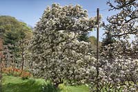 Pyrus 'Winter Nellis' in blossom - May