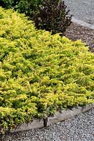 Juniperus conferta 'Golden Pacifica'