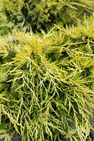 Juniperus x pfitzeriana 'MonSan Sea of Gold'