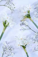 Cut flowers of Narcissus 'Ziva' with Gypsophila