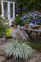 Agapanthus in a patio setting, featured plant is Agapanthus 'Silver Moon'