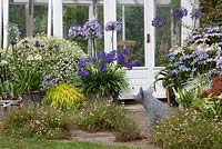 Agapanthus in a patio setting