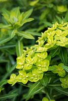 Euphorbia cornigera - horned spurge AGM