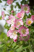 Rosa 'Kew Rambler' 