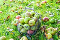 Collecting windfall Bramley Apples into a wire trug, Norfolk, England, September.