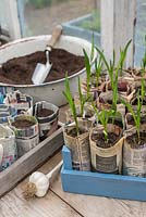 Young Garlic plants - 'Marco', growing in newspaper pots.