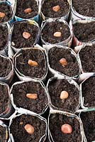 Sowing broad beans - Vicia faba, in newspaper pots.