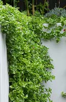 A grey painted cement rendered wall with Aptenia cordifolia, heartleaf ice plant, with fleshy bright green leaves and small pink flowers