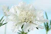 Scabiosa caucasica 'Perfecta Alba'. White scabious   Pincushion flower Perfecta Series 