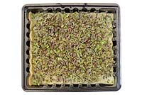 Brassica juncea 'Red Frills'. Mustard grown indoors as micro leaf salad. Growing on damp matting in plastic tray  