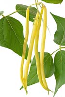 Phaseolus vulgaris 'Monte Gusto' - Climbing French bean 