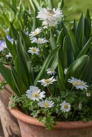 Anemones interplanted with Colchicums in container