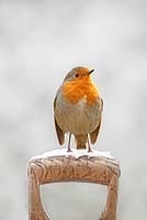 Erithacus rubecula - European Robin perched on wooden fork handle with snow