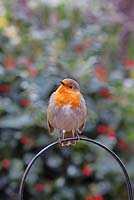 Erithacus rubecula-European robin perched on metal  hoop