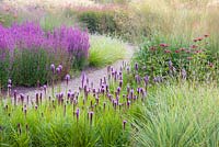 Grasses mingle with Liatris and Lythrums in the Floral Labyrinth at Trentham Gardens, Staffordshire, designed by Piet Oudolf. Photographed just after dawn in summer