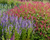 Agastaches, Persicaria and Echinops pictured in early morning light in the Floral Labyrinth at Trentham Gardens, Staffordshire, designed by Piet Oudolf.