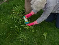 Gel weed killer to eradicate specific weeds -
 allium in lawn