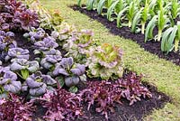 Colourful Leafy Vegetables - Purple Kohlrabi, Lettuce, Pak Choi and Leek in Allotment Garden, BBC Gardeners World Live 2016, Designer:Jon Wheatley. RHS Flower Show Birmingham