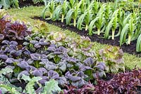 Colourful Leafy Vegetables - Purple Kohlrabi, Lettuce, Pak Choi and Leek in Allotment Garden, BBC Gardeners World Live 2016, Designer: Jon Wheatley. RHS Flower Show Birmingham