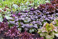 Colourful Leafy Vegetables - Purple Kohlrabi, Lettuce and Pak Choi in Allotment Garden, BBC Gardeners World Live 2016, Designer: Jon Wheatley. RHS Flower Show Birmingham