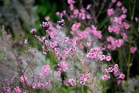 Little Ash Garden, Fenny Bridge, Devon. Autumn garden. Diascia personata and Verbena bonariense in pink border