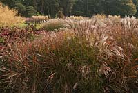 The Prairie Garden with Miscanthus sinensis 'Flamingo' and Echinacea purpurea - October, Abbeywood Gardens, Cheshire